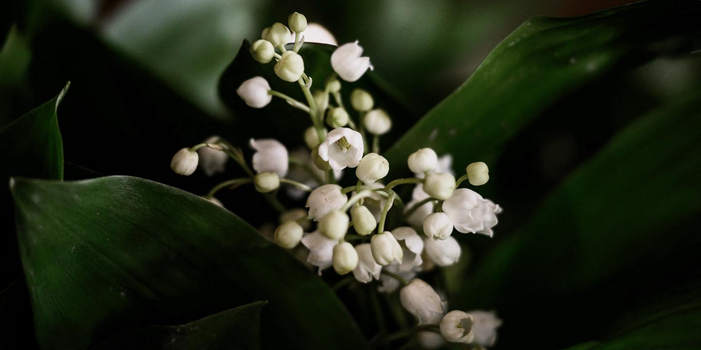 Muguet du 1er mai : sous ses clochettes blanches, un poison redoutable