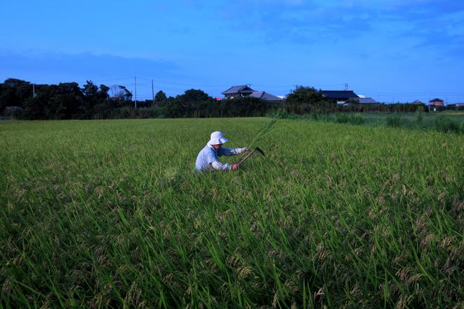 Um campo de arroz em Chiba (Japão), 27 de agosto de 2017.