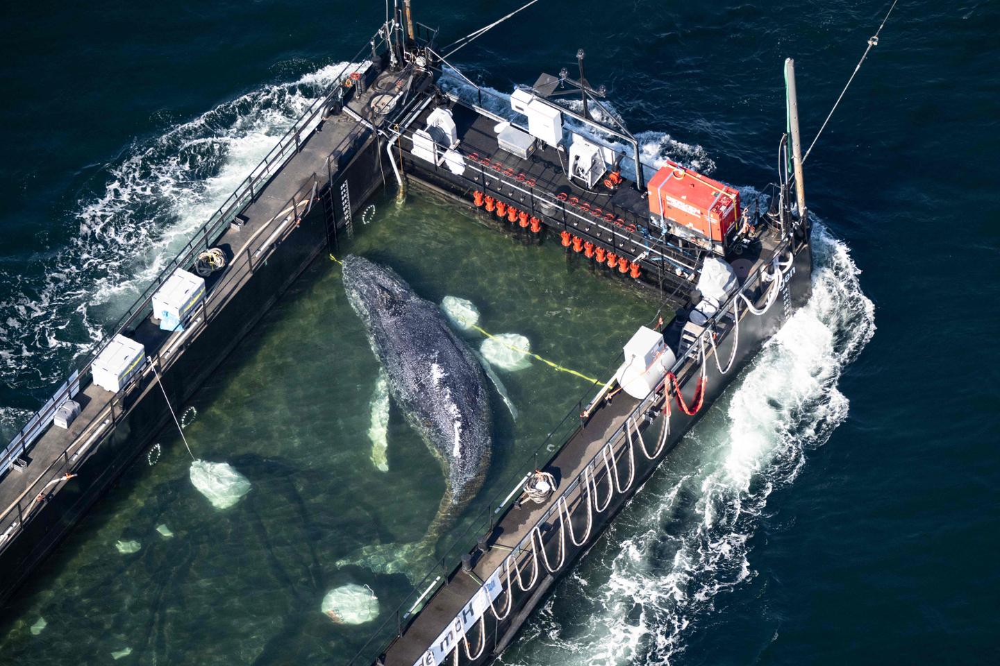 VIDEO. Timmy la baleine relâchée en mer du Nord