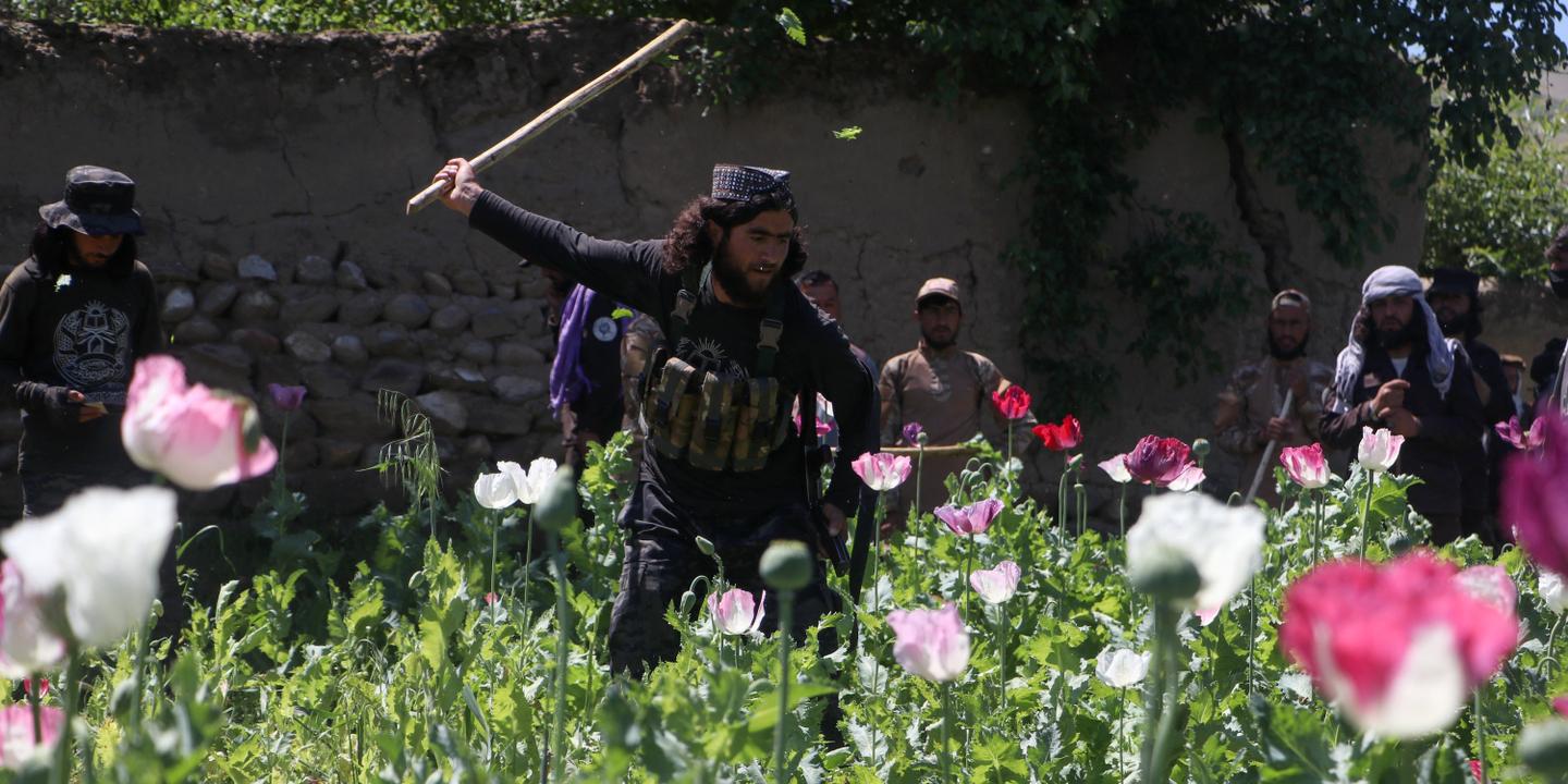 Afghanistan : drogue, pouvoir et société, un lien indissociable