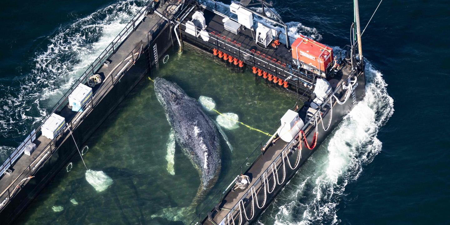 Timmy la baleine relâchée en mer du Nord après des semaines de soins