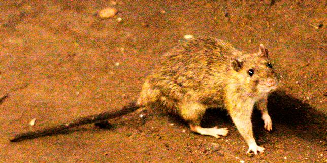 Hantavirus poses low risk to the public, WHO Europe says. What is the disease and where does it come from?