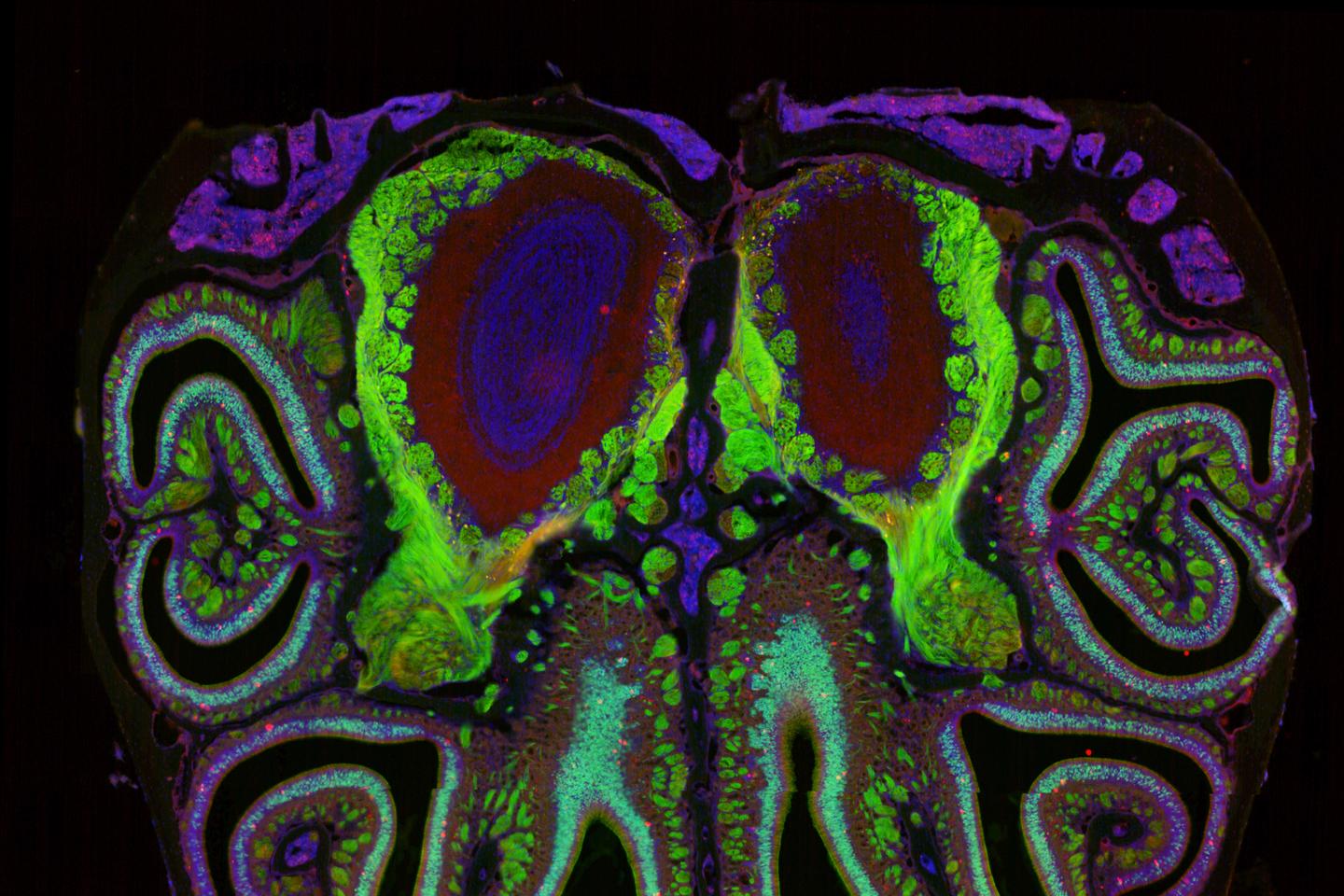 Dans le nez d’une souris pour pister la transmission de l’information olfactive