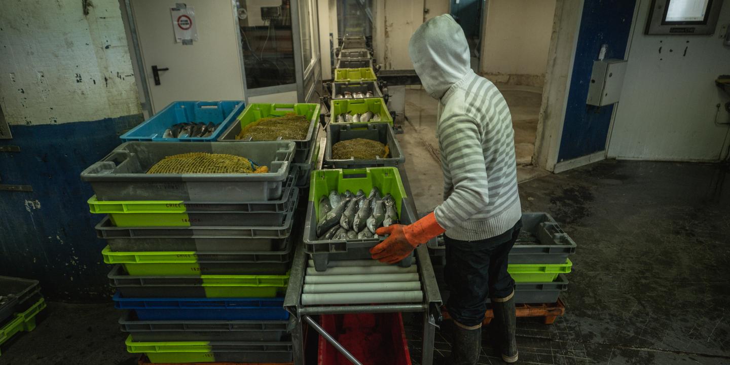 Méditerranée : des poissons trop petits toujours vendus dans les criées
