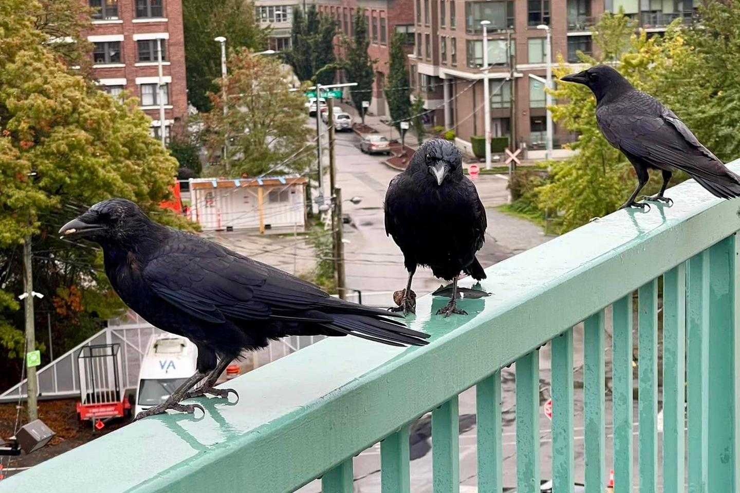 A Vancouver, les corbeaux fascinent autant qu’ils effraient