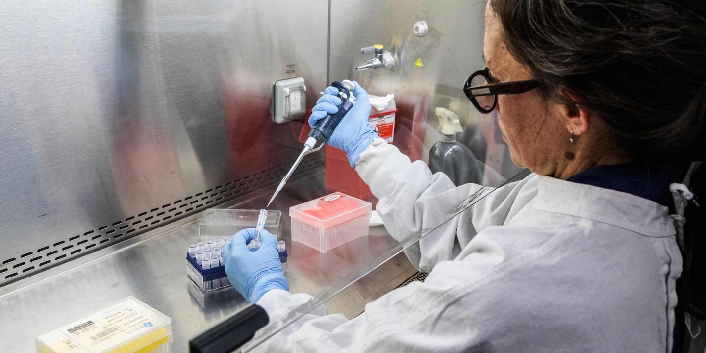 Hantavirus : Gustavo Palacios rassure sur la transmission du virus Andes