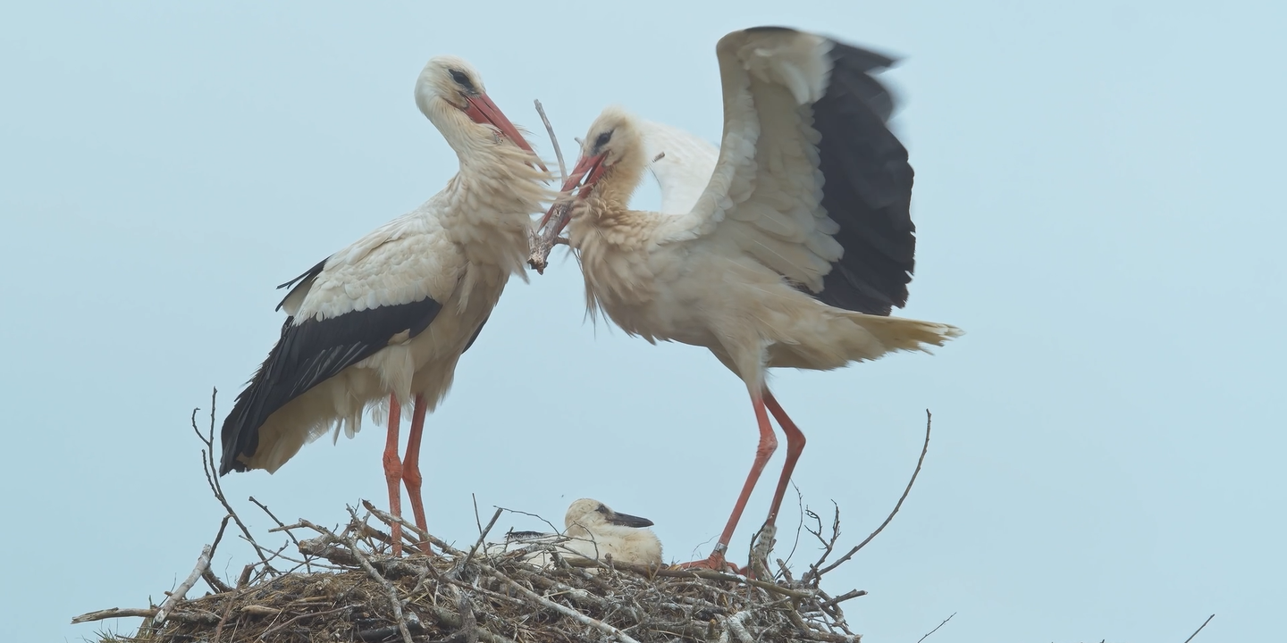 Le Sacre du printemps sur France TV : la nature en spectacle