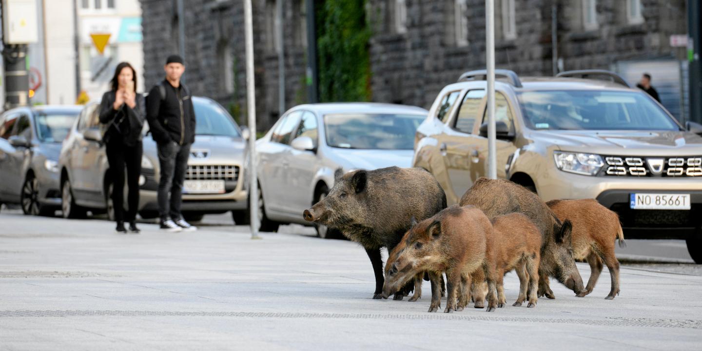 En Pologne, les sangliers envahissent les villes et divisent l'opinion