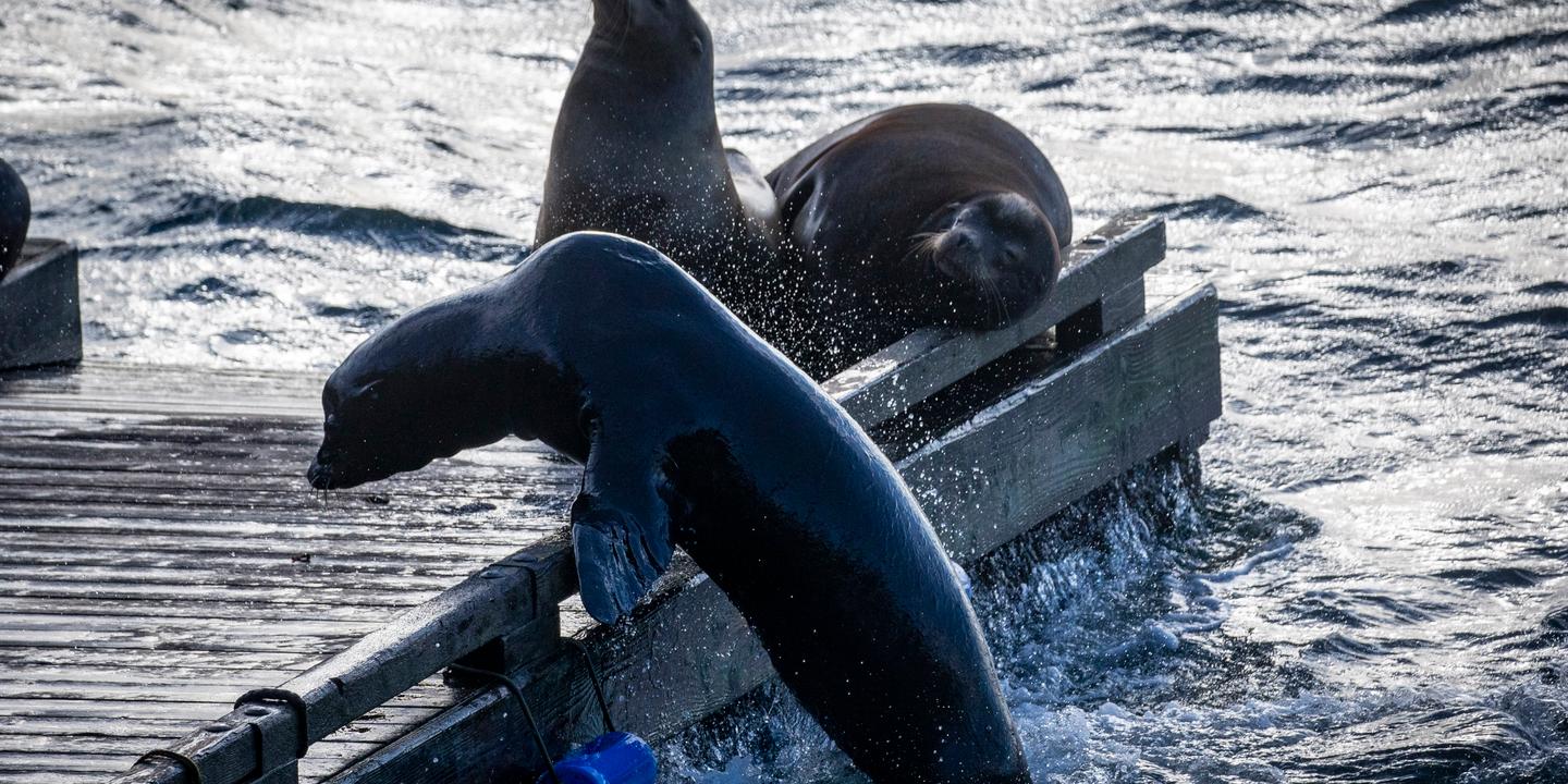 Au Canada, l'île Bowen renaît avec le retour des baleines