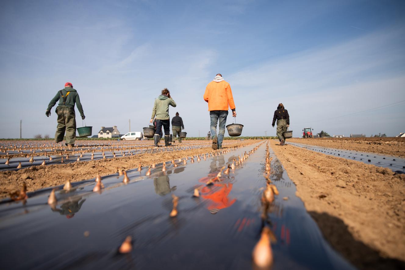 En Bretagne, les saisonniers refusent de se faire marcher sur les pieds : « On dit que les jeunes ne veulent plus travailler, mais c’est surtout parce qu’on est mal payés »