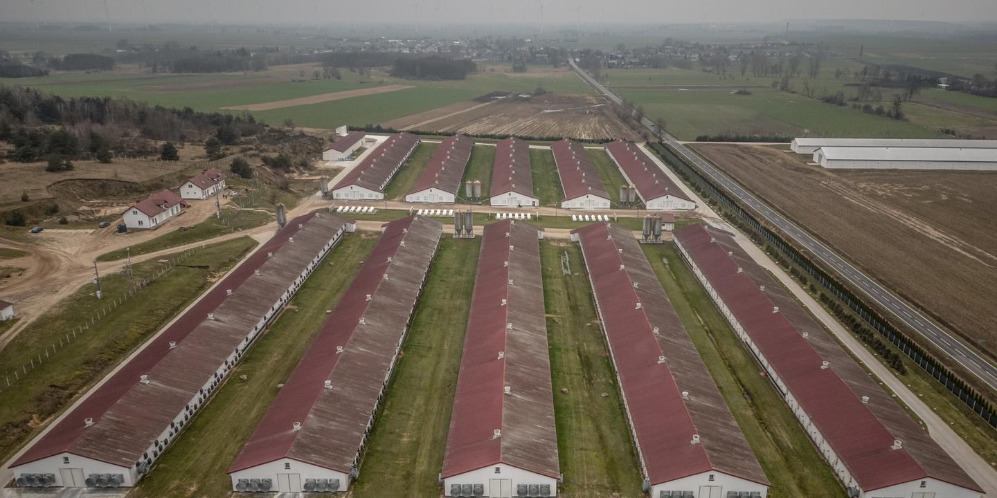 La filière avicole polonaise redoute l'accord UE-Mercosur