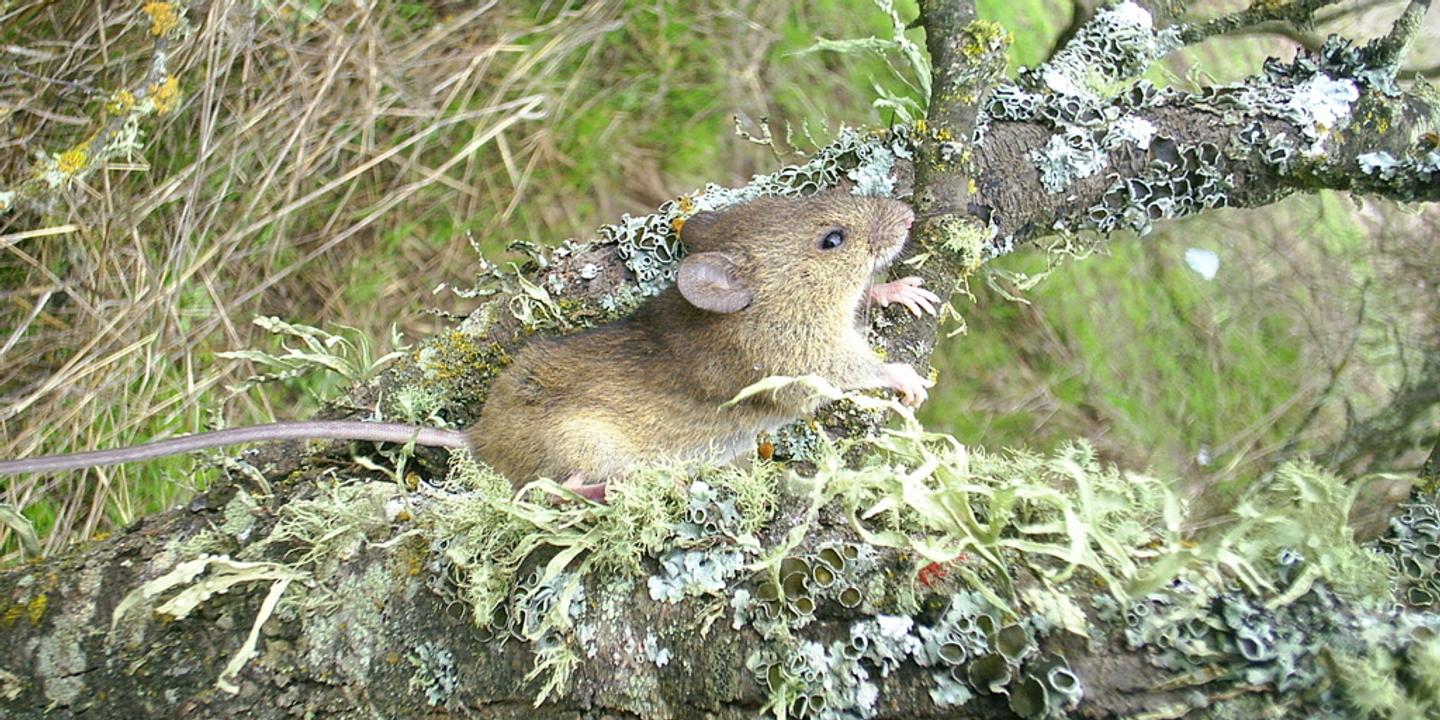Hantavirus : tout savoir sur le rat pygmée de rizière à longue queue