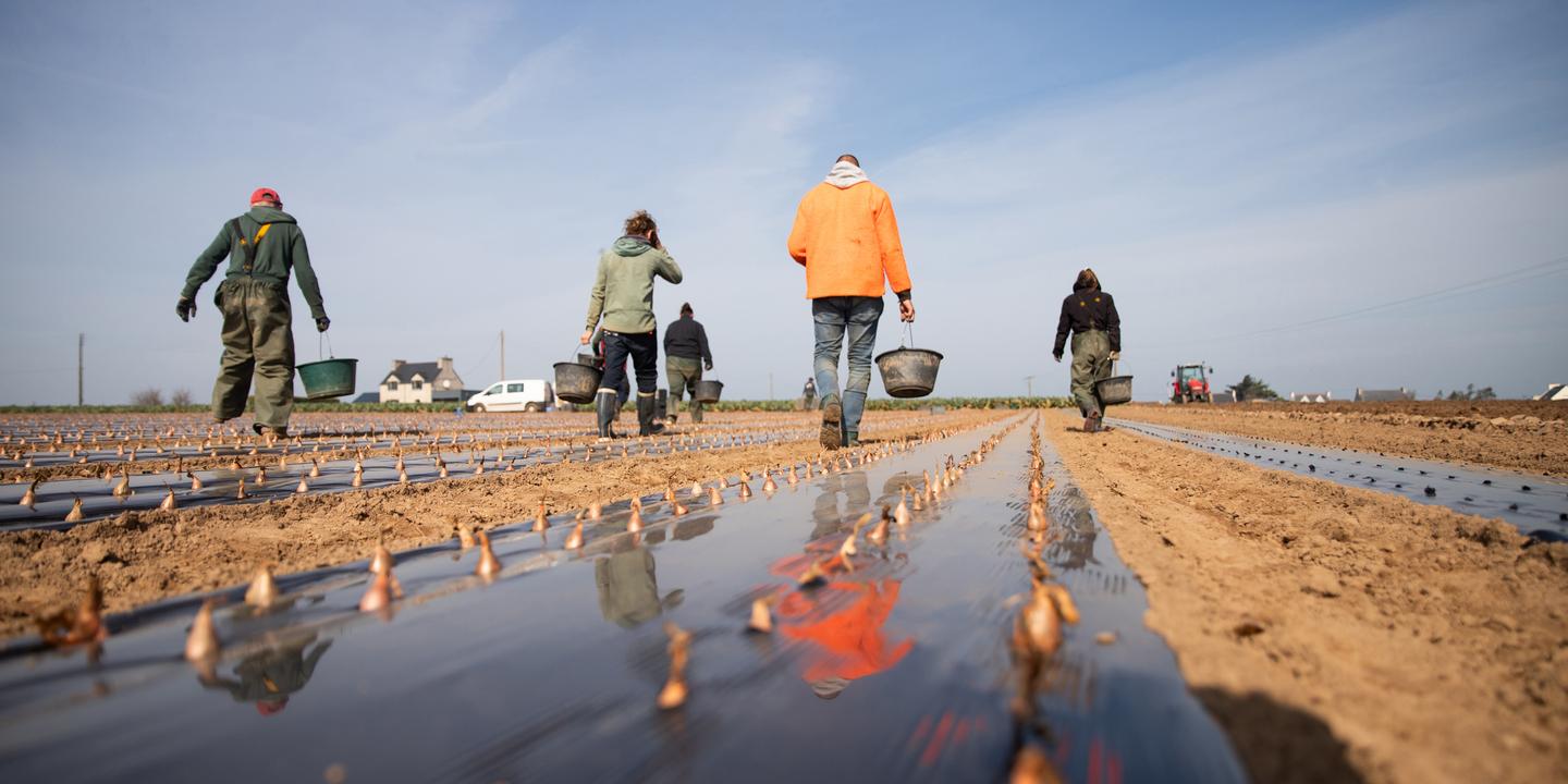 Bretagne : saisonniers refusent mauvaises conditions de travail