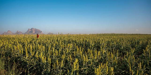 Strait of Hormuz: UN seeks to secure fertilizer shipments to fragile countries to prevent famines