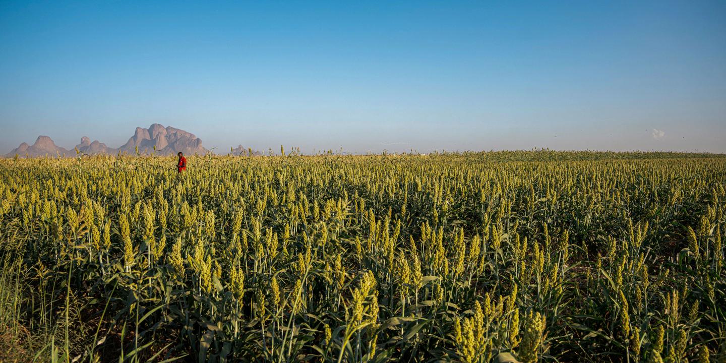 Détroit d'Ormuz : l'ONU veut sécuriser les livraisons d'engrais pour éviter la famine