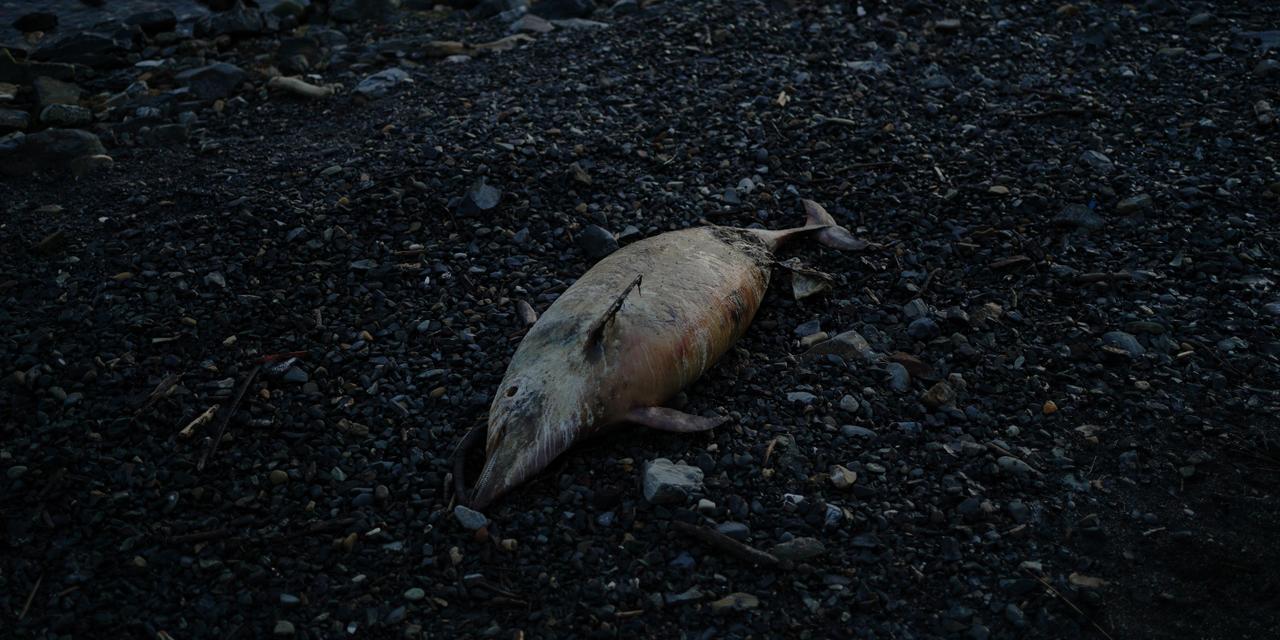 Мёртвый дельфин на берегу Чёрного моря недалеко от Туапсе, Краснодарский край. Учёные и экологические организации отмечают, что морские млекопитающие особенно уязвимы к последствиям нефтяного загрязнения.