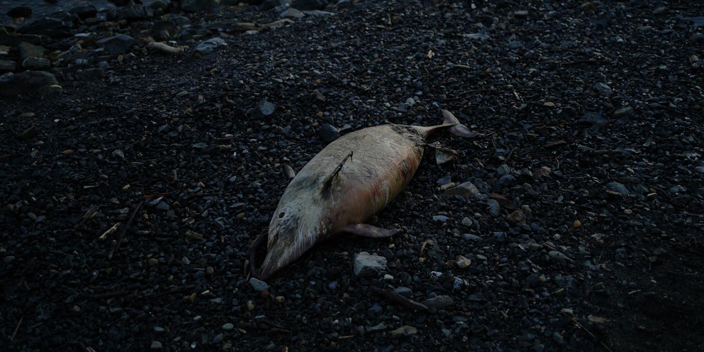 La vie à Touapsé, ville russe frappée par une pollution massive après des attaques de drones ukrainiens sur des sites pétroliers