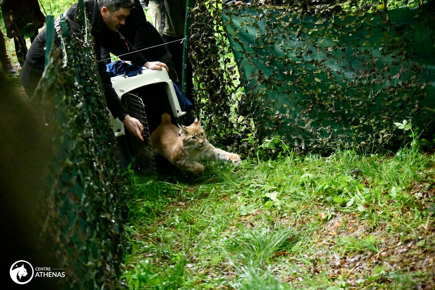 Orphaned lynx released into the wild: The fight to save France's wildcats