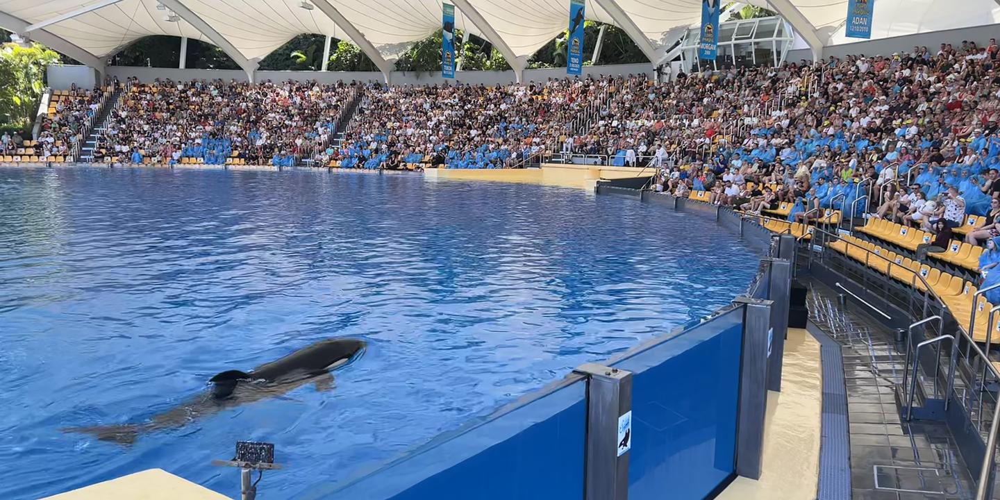 Marineland d'Antibes : la France veut envoyer les deux orques en Espagne