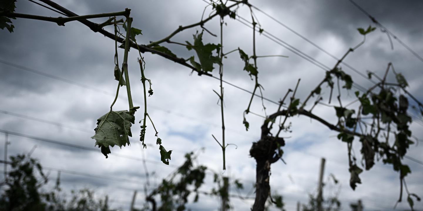 Grêlons plus gros à cause du dérèglement climatique ?