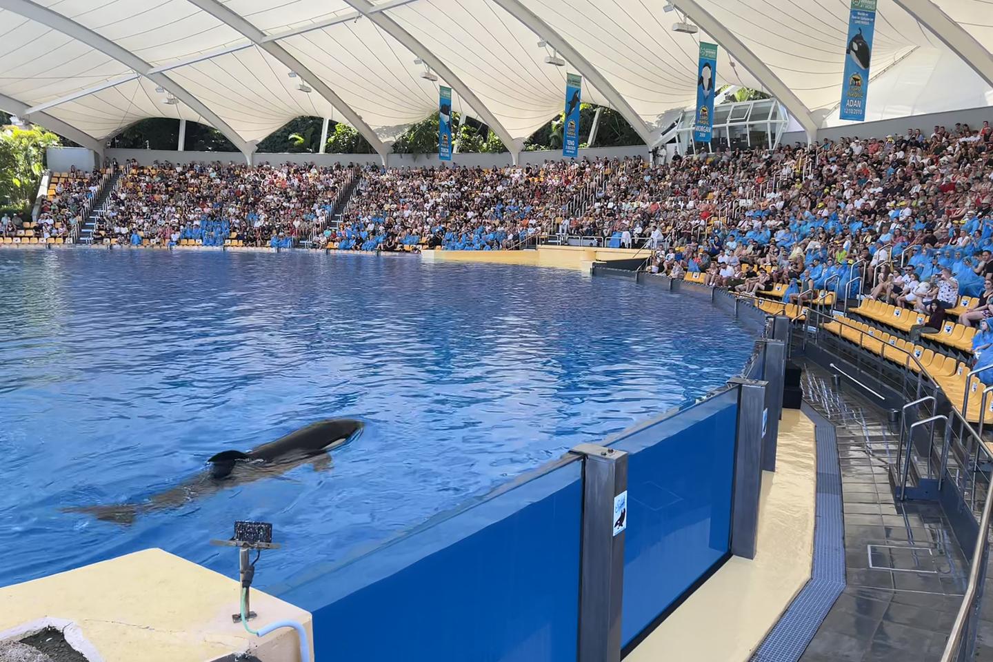 Marineland d’Antibes : la France veut rapidement envoyer les deux orques en Espagne