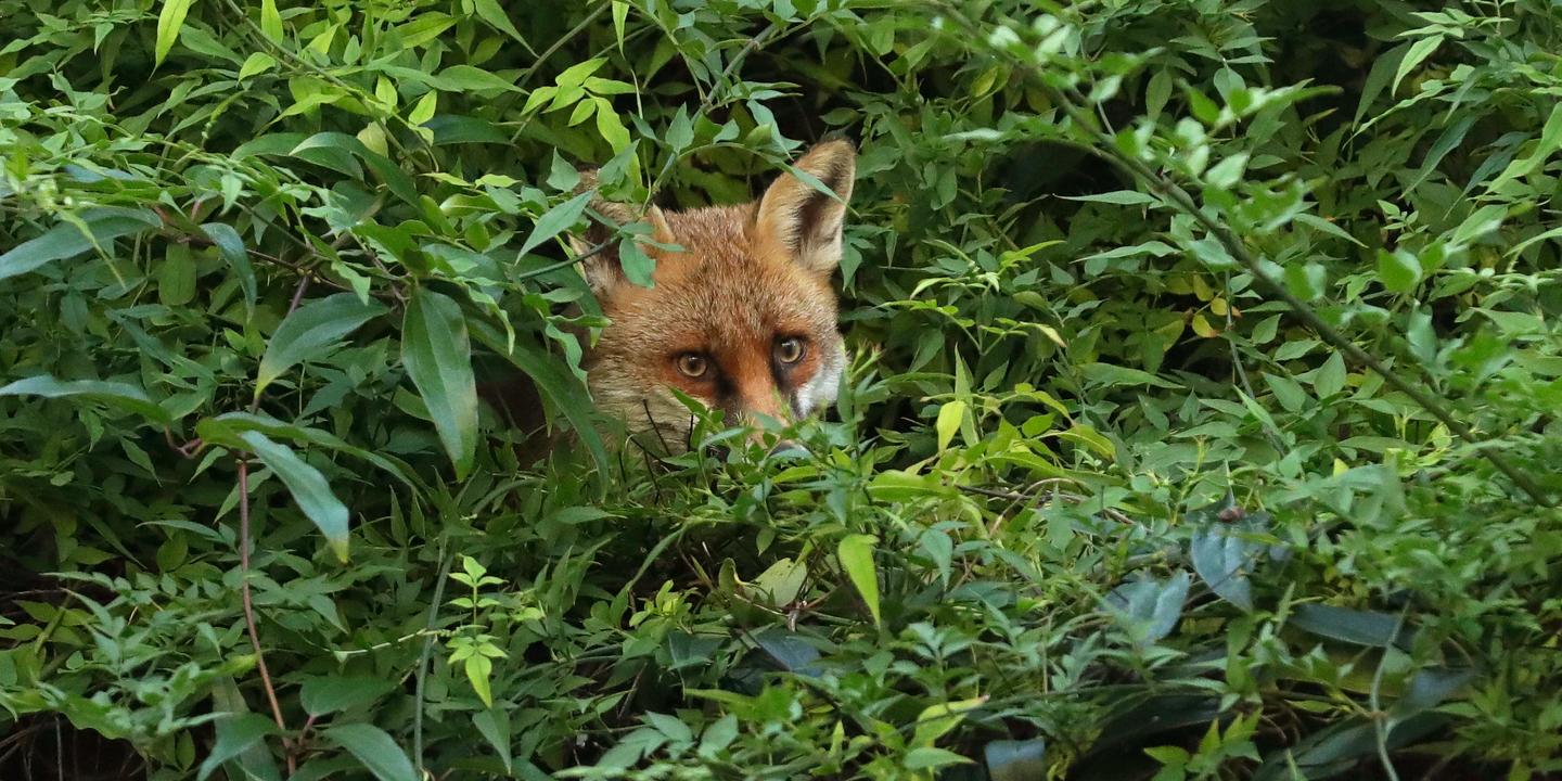 Quand nous tuons des loups, nous ignorons les bienfaits perdus