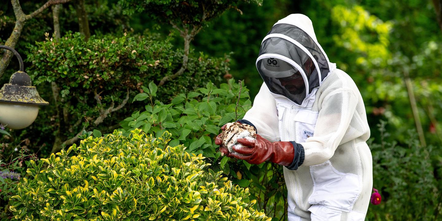 Contre le frelon asiatique : une lutte cruciale au printemps