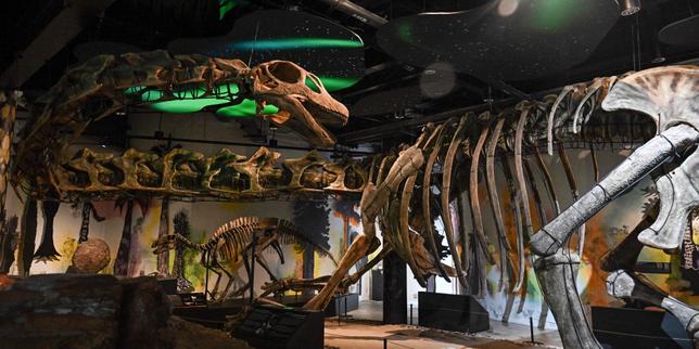 Le nagatitan, un nouveau dinosaure géant identifié en Thaïlande, plus grand qu’un diplodocus