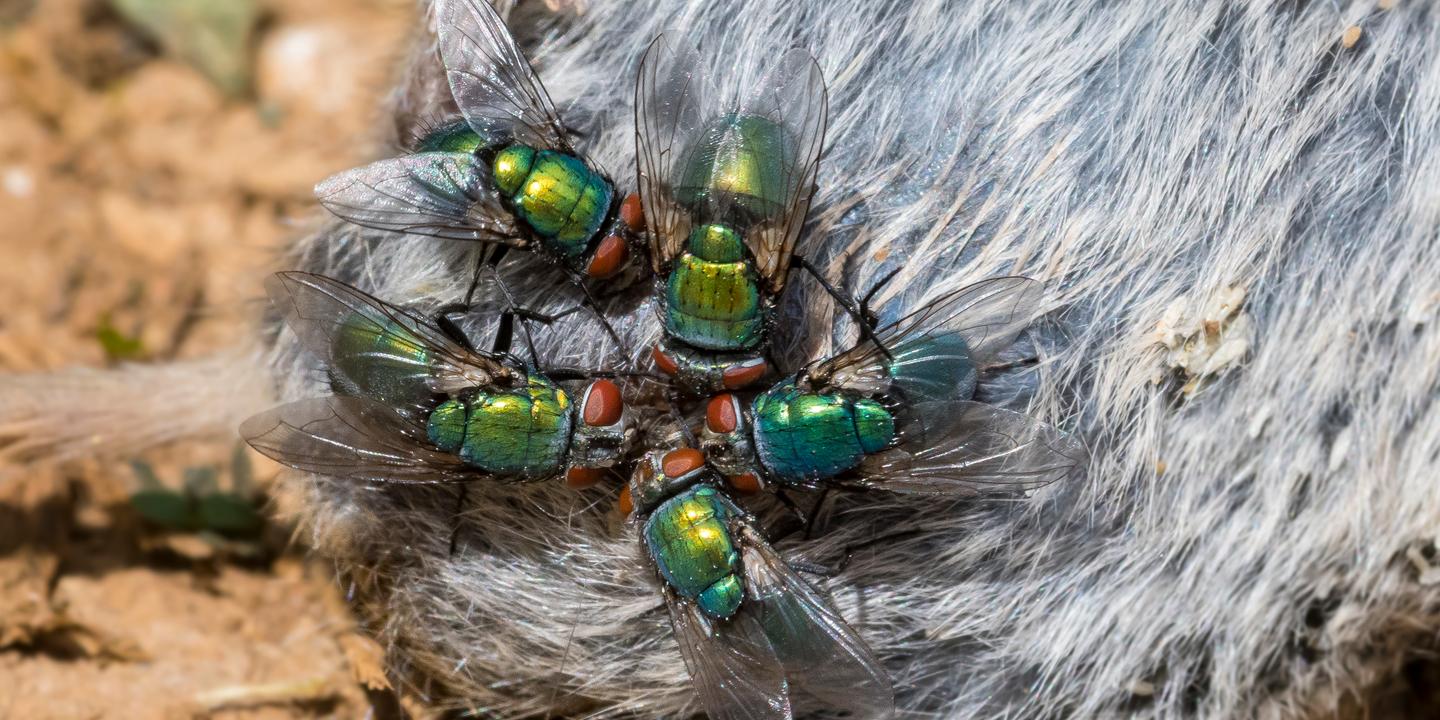 Des insectes qui en disent long aux policiers