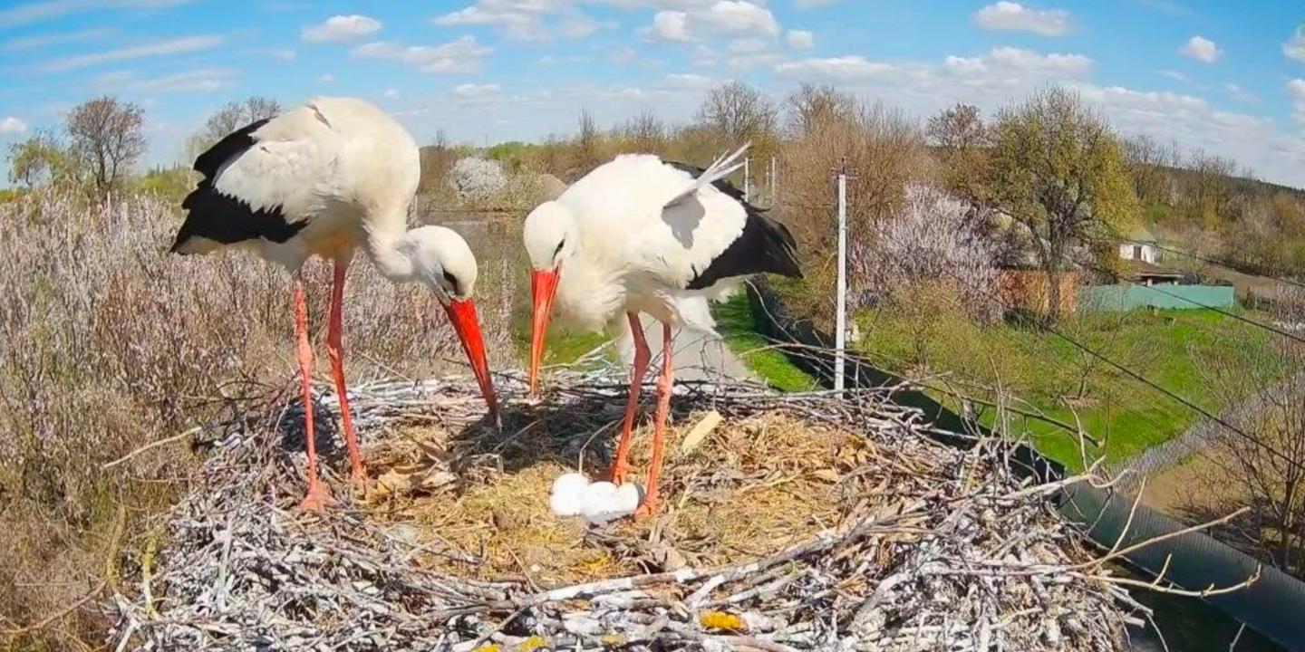 En Ukraine, un couple de cigognes passionne les foules