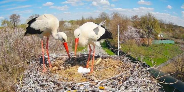 The Voyeuristic Delusion of Ukraine Stork Cam Why Romanticizing Wildlife is Dangerous Distraction
