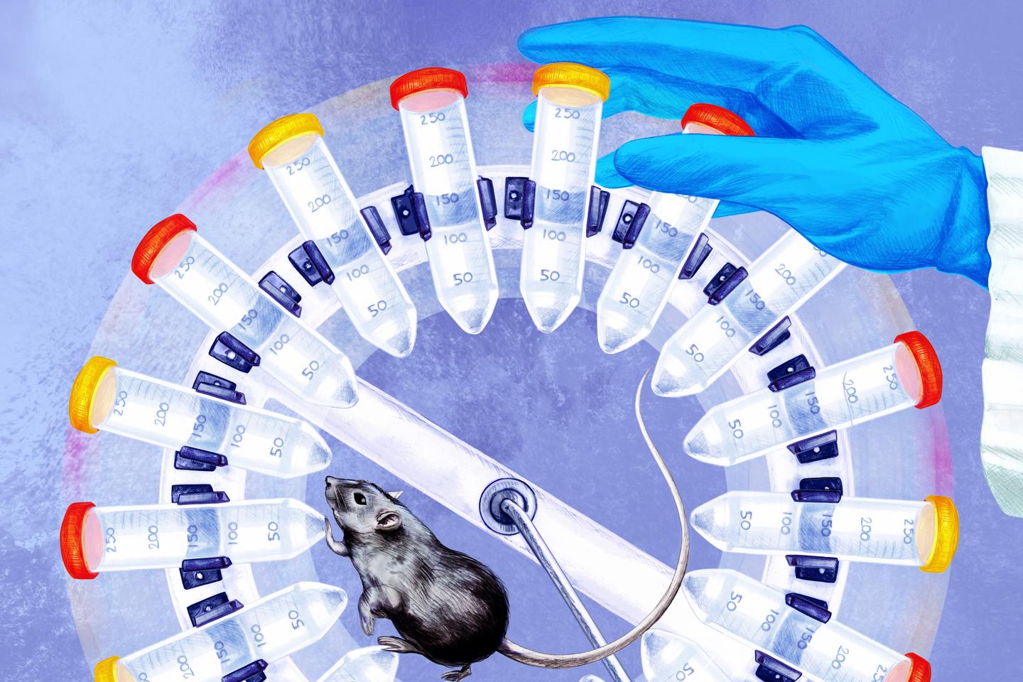 Hantavirus : comment la recherche se mobilise face à la souche des Andes