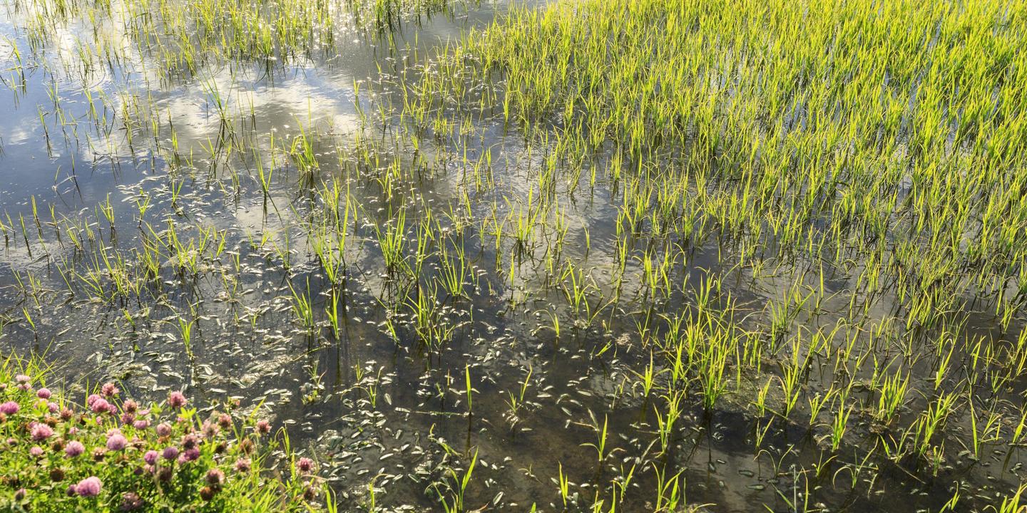 La pluie réveille des graines de riz endormies depuis des siècles