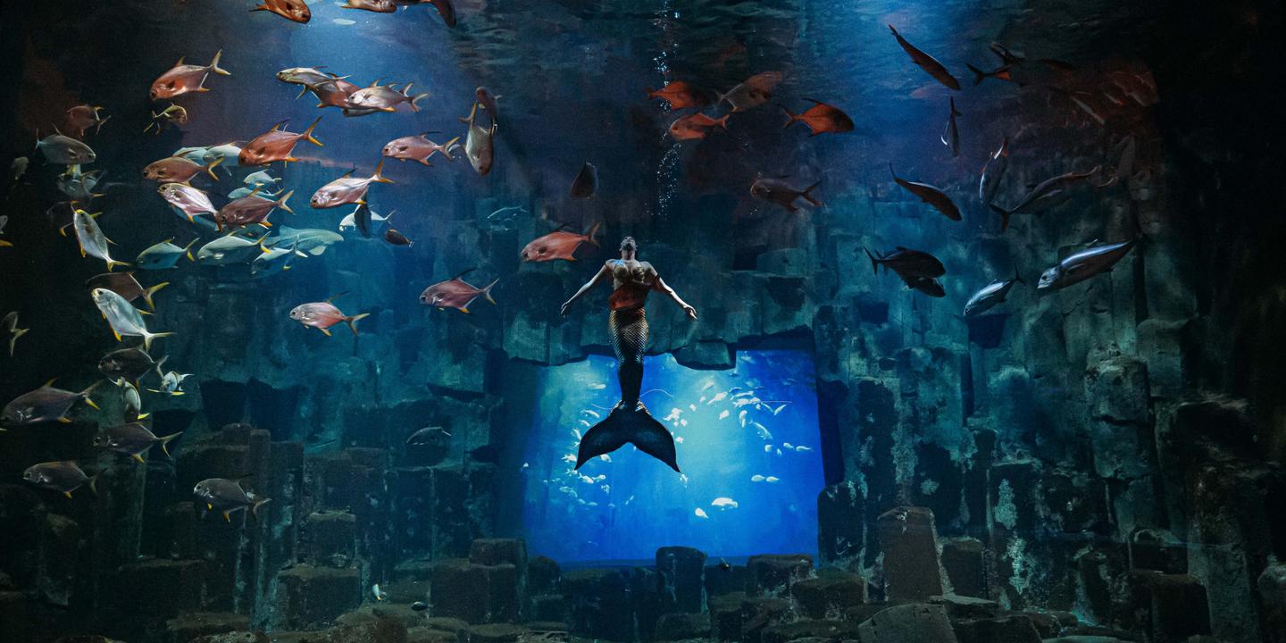 Sur scène, le grand retour du mythe de la sirène
