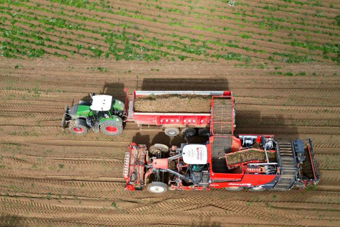 Des tracteurs équipés de récolteuses de pommes de terre à l’œuvre dans un champ près de Geer, en Belgique, le 26 septembre 2025.