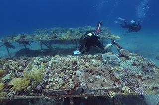 Surveillance de la croissance de coraux, qui ont tendance à blanchir avec le réchauffement climatique, par des chercheurs de l’Institut interuniversitaire des sciences marines d’Eilat (Israël) lors d’une plongée sous-marine, le 12 juin 2017, en mer Rouge.