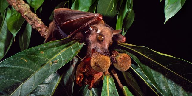 Ebola : à l’origine de l’épidémie, la chauve-souris, suspect idéal