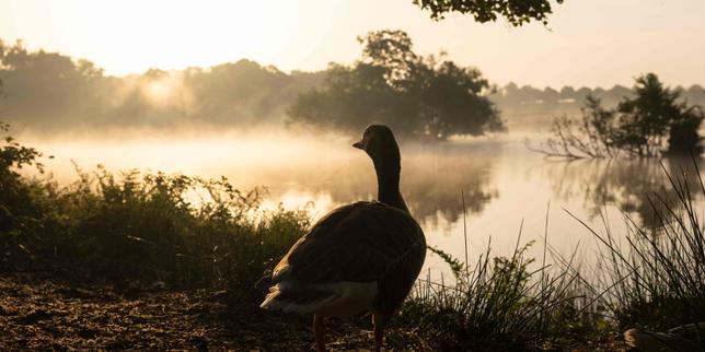 France Heatwave Threatens Nesting Birds and Wildlife