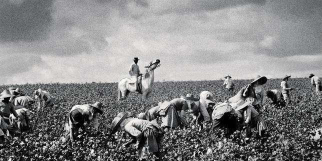 Récolte du coton, Jerez de la Frontera, province de Cadix, 1963.