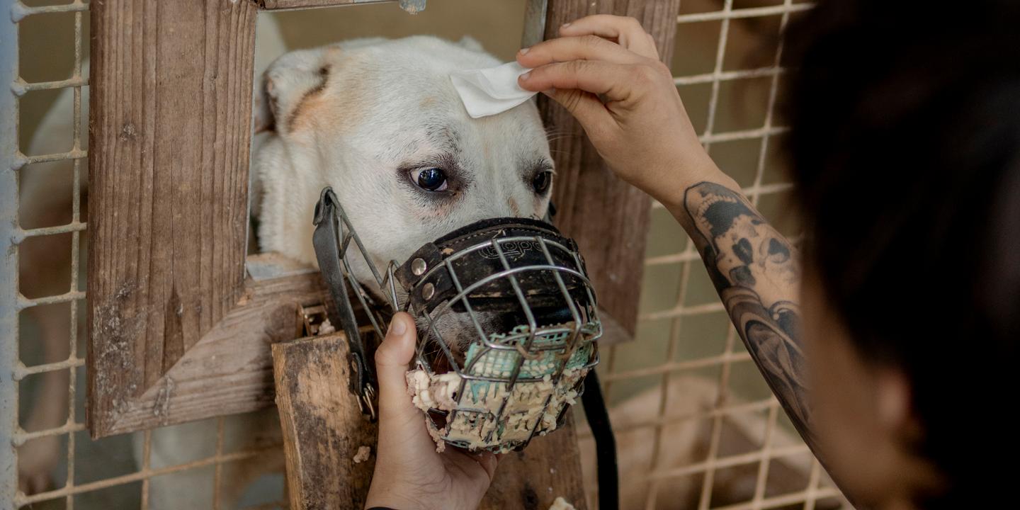 Chiens difficiles : un défi croissant pour la SPA