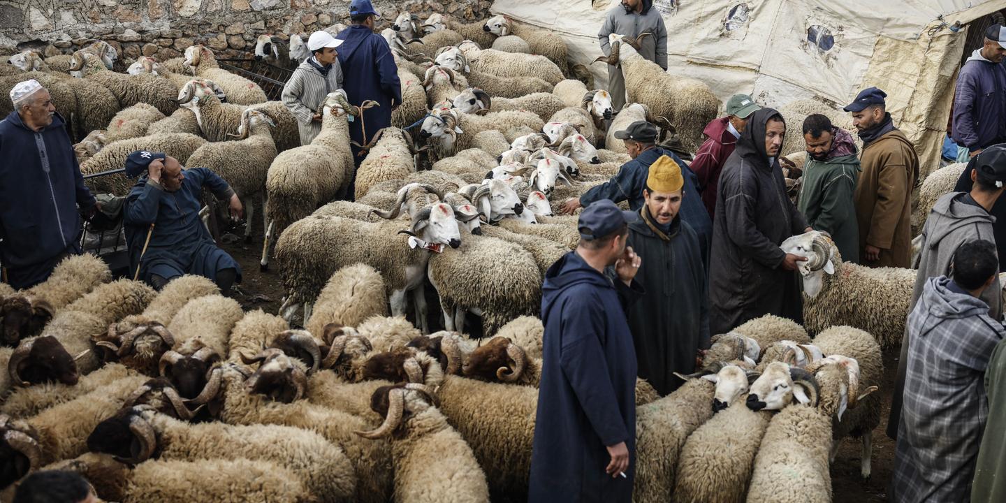 Maroc : le prix de la viande de mouton flambe avant l'Aïd