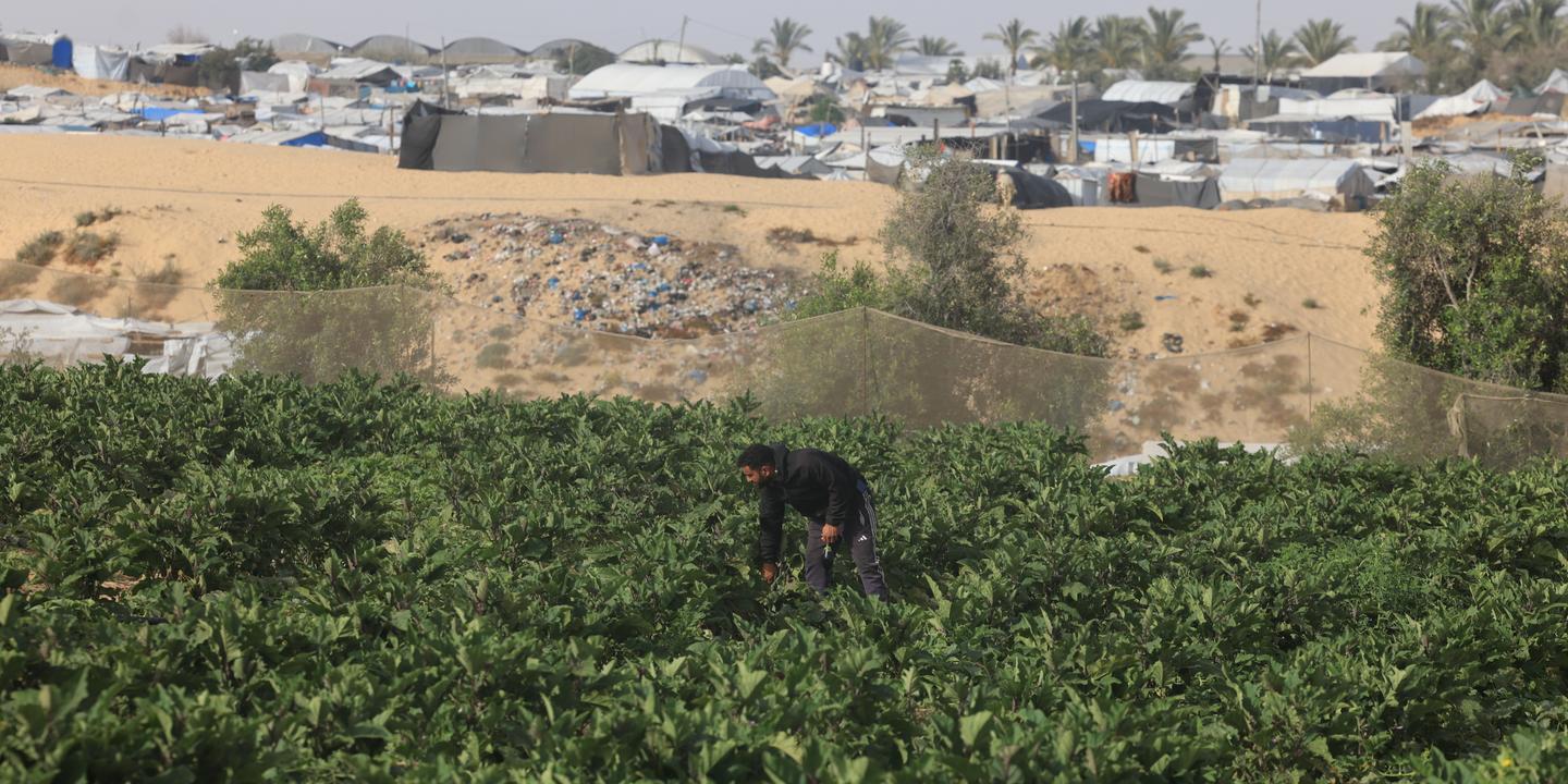 À Gaza, le blocus et les destructions mettent l'agriculture à l'agonie