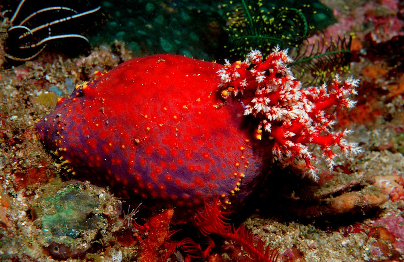 Et le concombre de mer inventa les tissus immortels