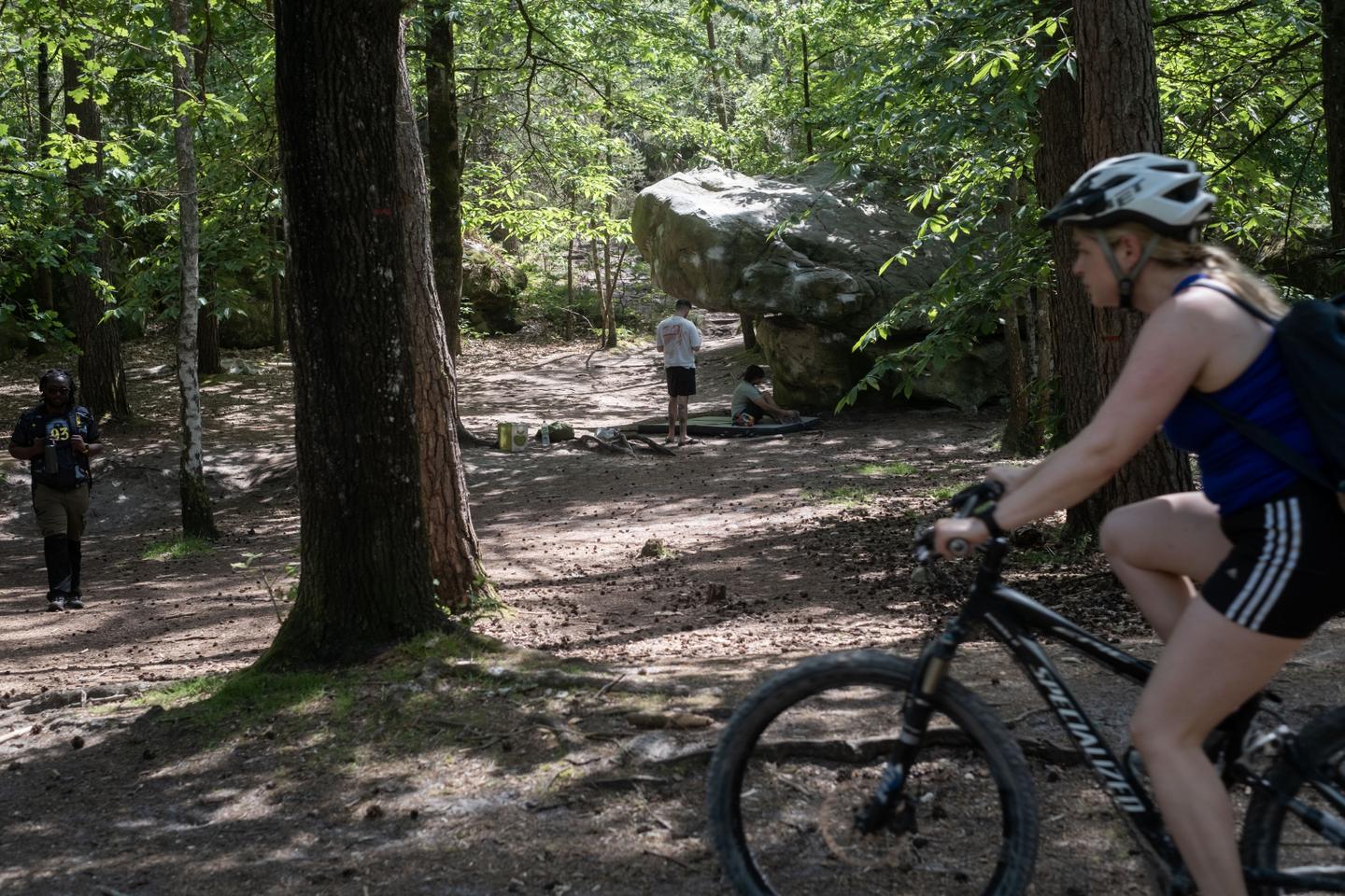 The Fontainebleau Forest's ever-growing popularity threatens this jewel of biodiversity near Paris