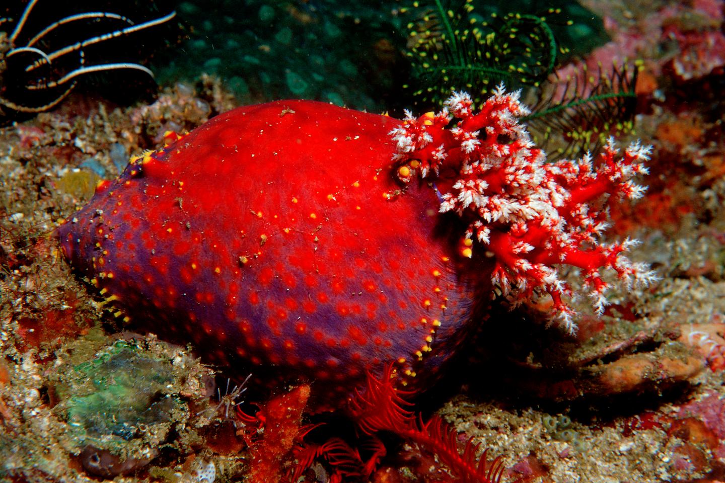 And the sea cucumber invented immortal tissues