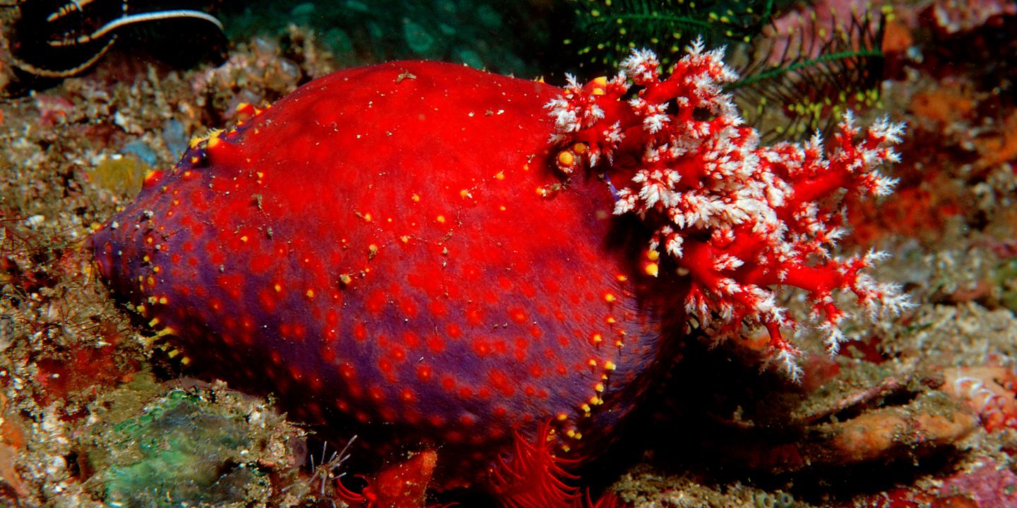 Le concombre de mer invente des tissus immortels