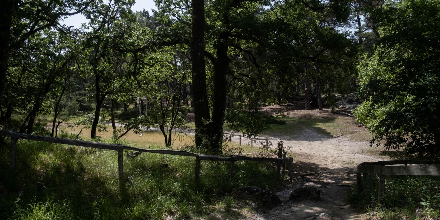 Forêts françaises durablement fragilisées par canicules et sécheresses