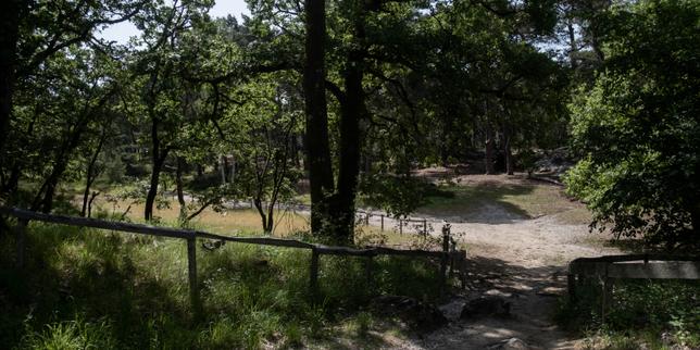 Franse bossen blijvend verzwakt door toename van hittegolven en droogtes