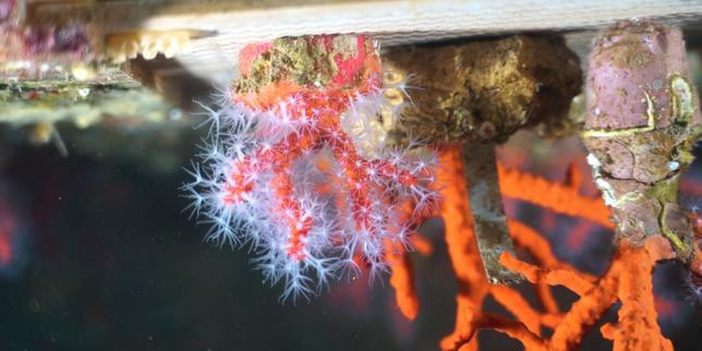 Des chercheurs tentent de percer le secret de la reproduction du corail rouge de Méditerranée