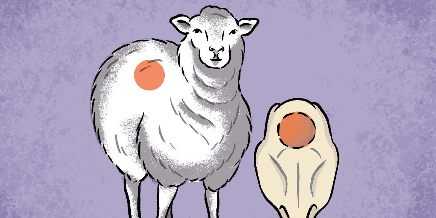 La laine de mouton, alliée inattendue pour la régénération osseuse